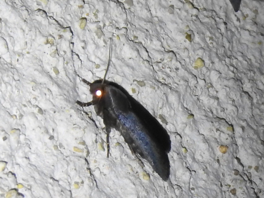 Amphipyra livida - zsírfényű bagoly
