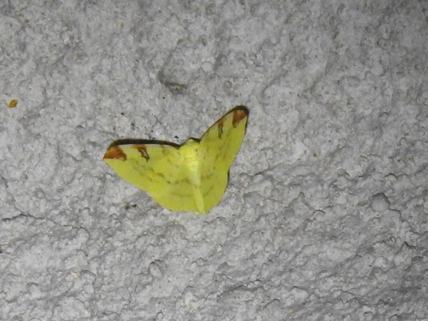 Opisthograptis luteolata - citromsárga araszoló