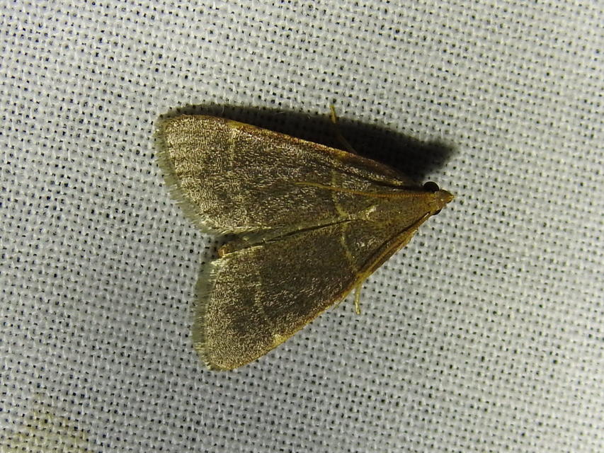 Hypsopygia glaucinalis - rezes fényilonca