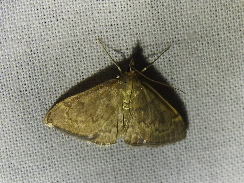 Anania fuscalis - szürke tűzmoly