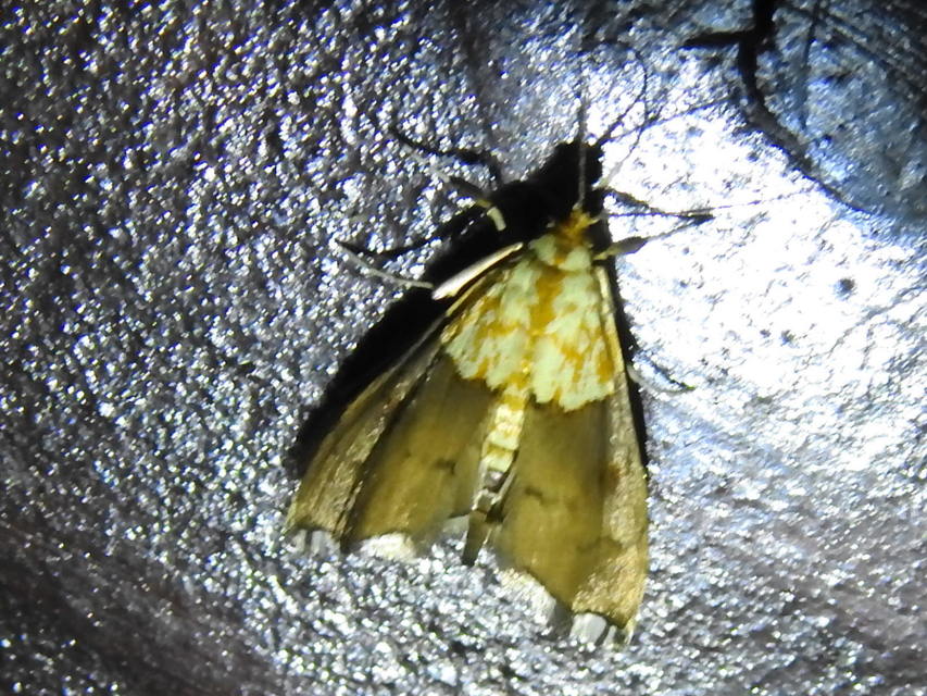 Agrotera nemoralis - ligeti tűzmoly