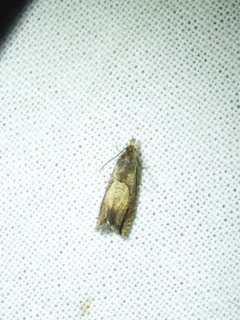 Dichrorampha heegerana - barna gyökérfúrómoly