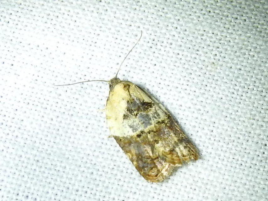 Acleris variegana - tarka levélmoly