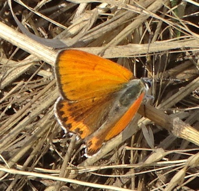Lycaena thersamon - kis tűzlepke