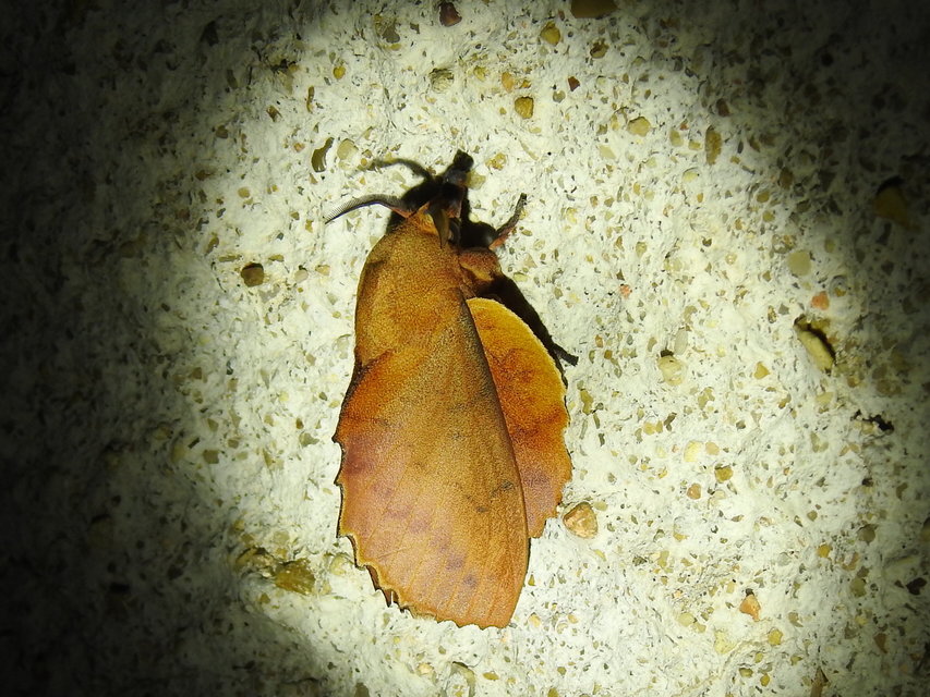 Gastropacha quercifolia - tölgylevélpohók