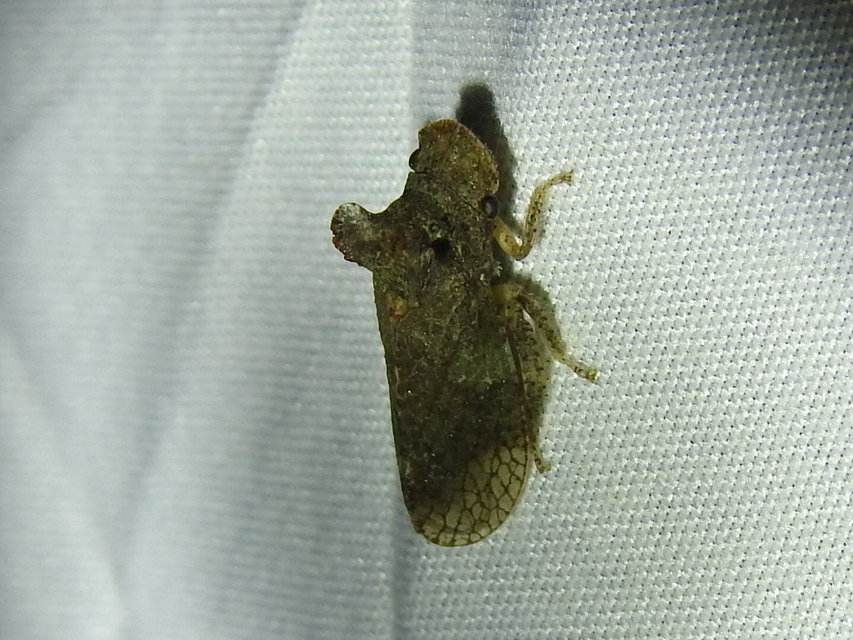 Ledra aurita - füleskabóca