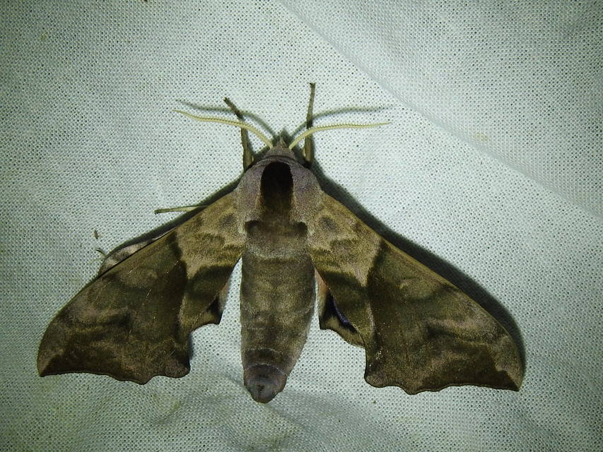Smerinthus ocellatus - esti pávaszem