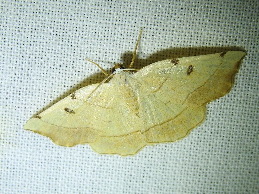 Eilicrinia trinotata - háromjegyű araszoló
