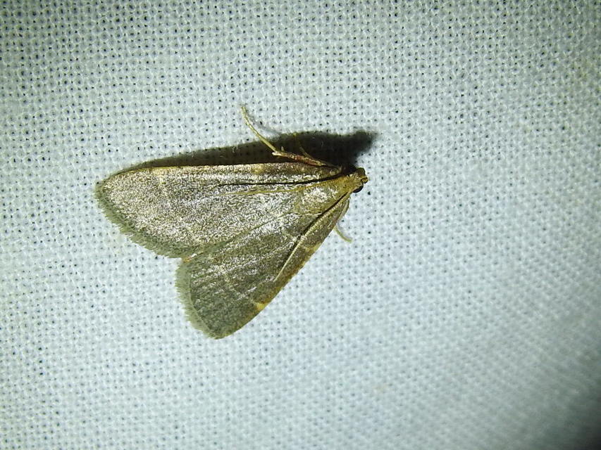 Hypsopygia glaucinalis - rezes fényilonca