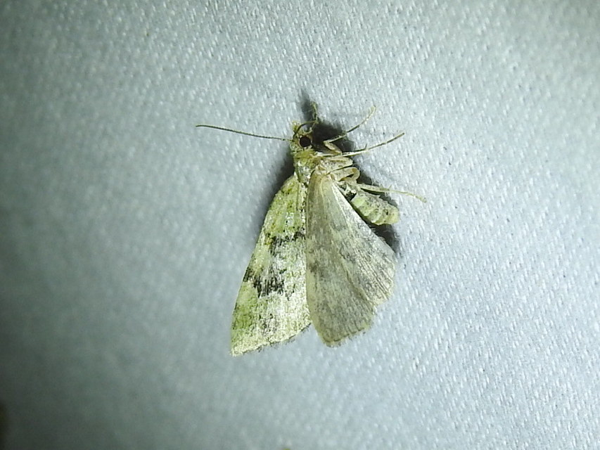Chloroclystis v-ata - zöldes törpearaszoló