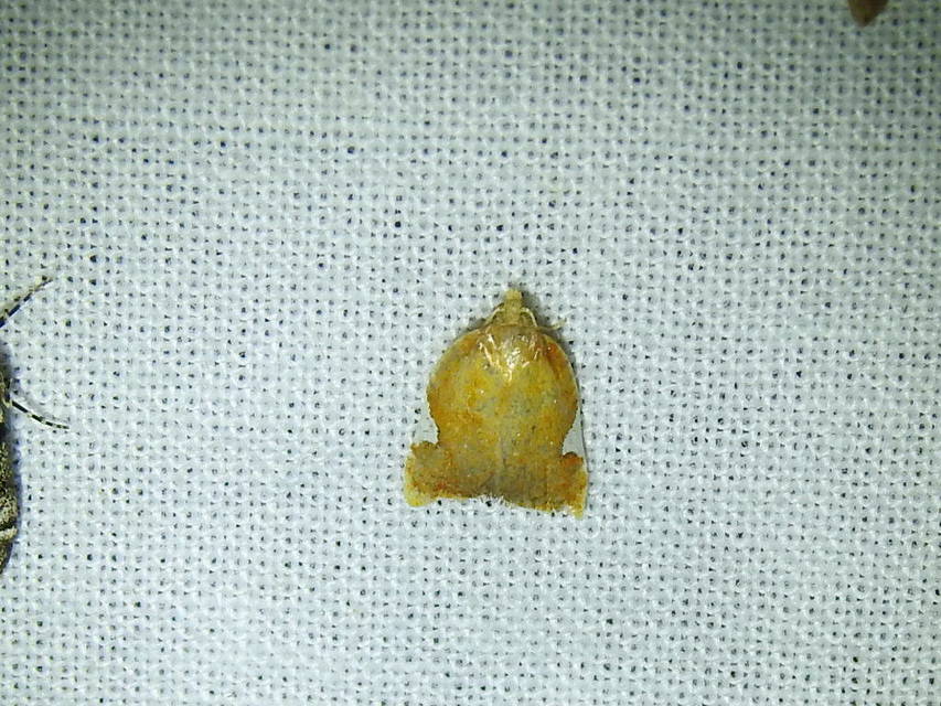 Acleris holmiana - fehérfoltos levélmoly