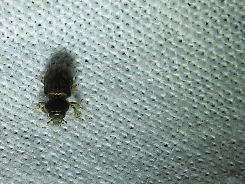 Heterocerus