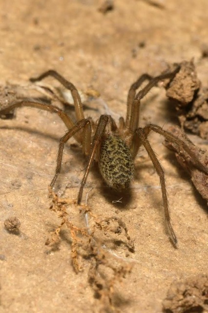 Eratigena