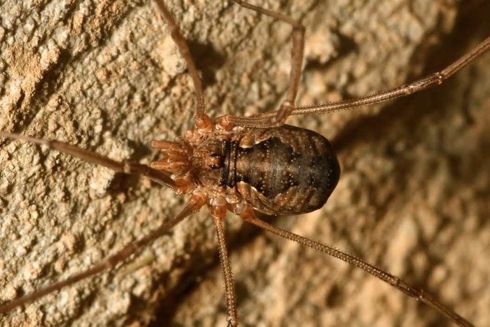 Phalangiidae