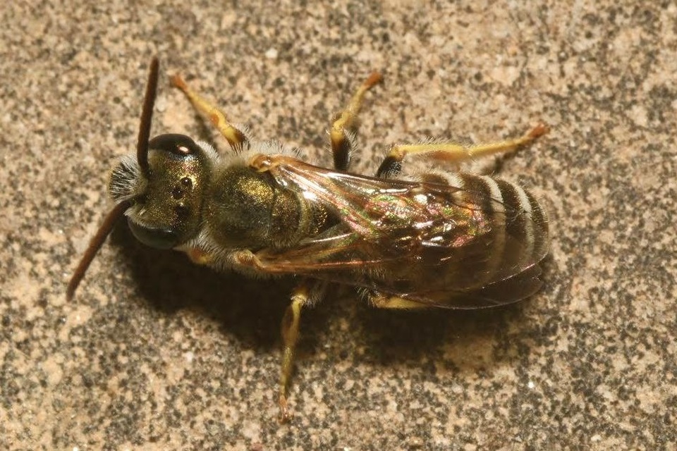 Halictus