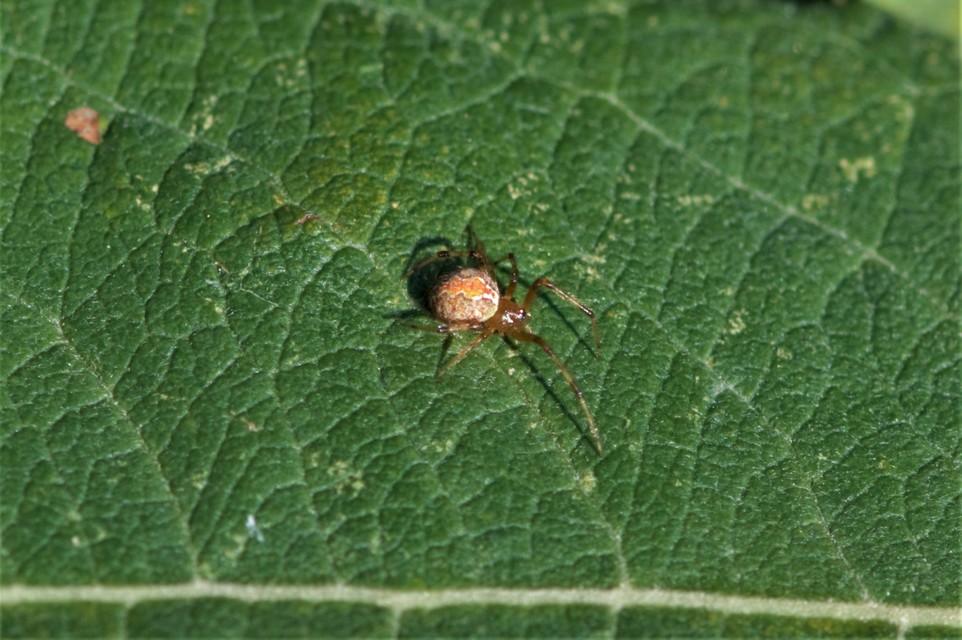 Theridion