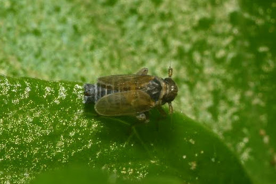 Delphacinae