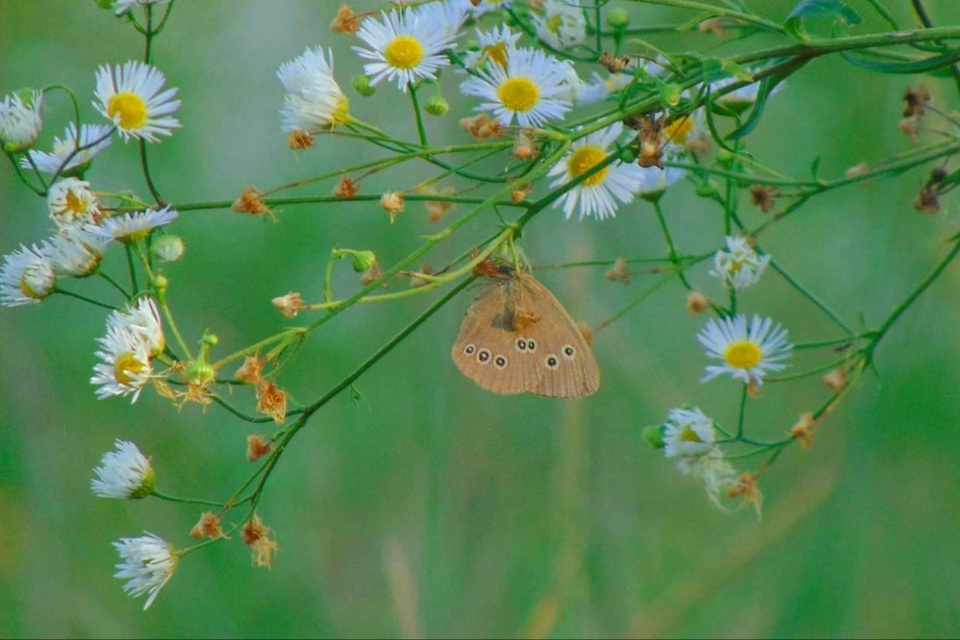 Aphantopus hyperanthus - közönséges ökörszemlepke