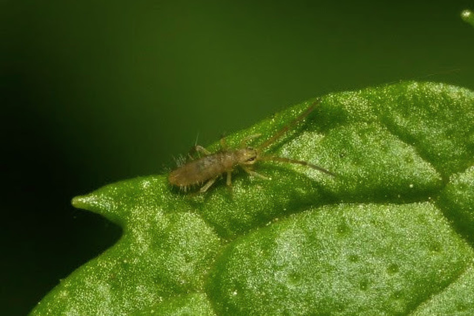 Entomobryidae