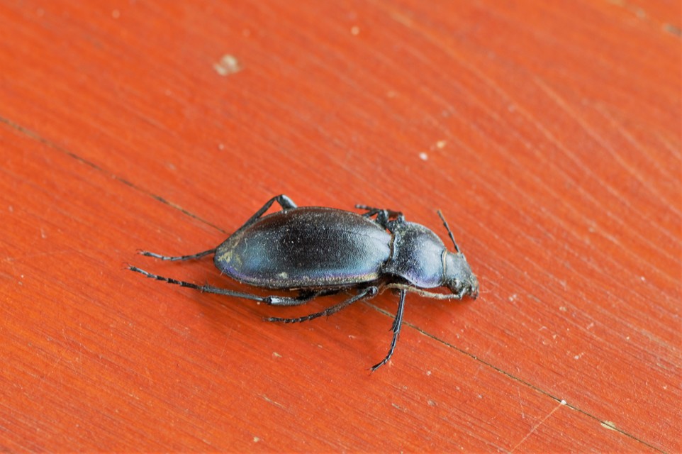 Carabus germarii exasperatus - dunántúli kékfutrinka Carabus germarii exasperatus - dunántúli kékfutrinka