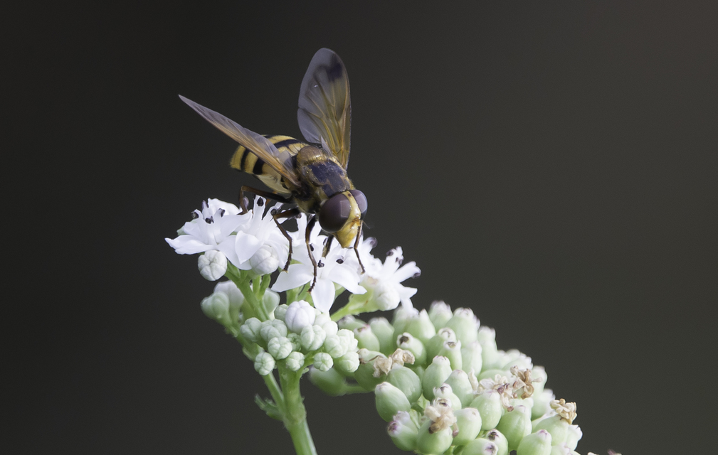 Volucella inanis - háromöves pihelégy