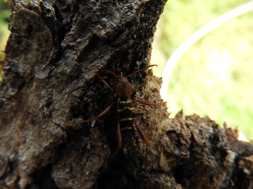 Neoclytus acuminatus - amerikai darázscincér
