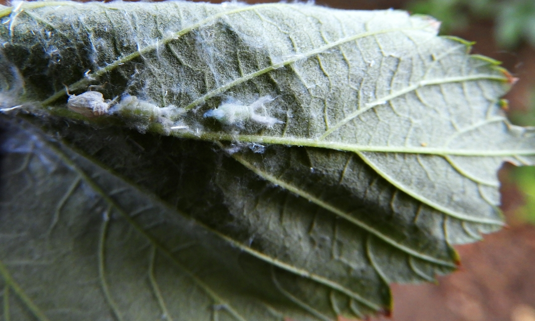 Metcalfa pruinosa - amerikai lepkekabóca