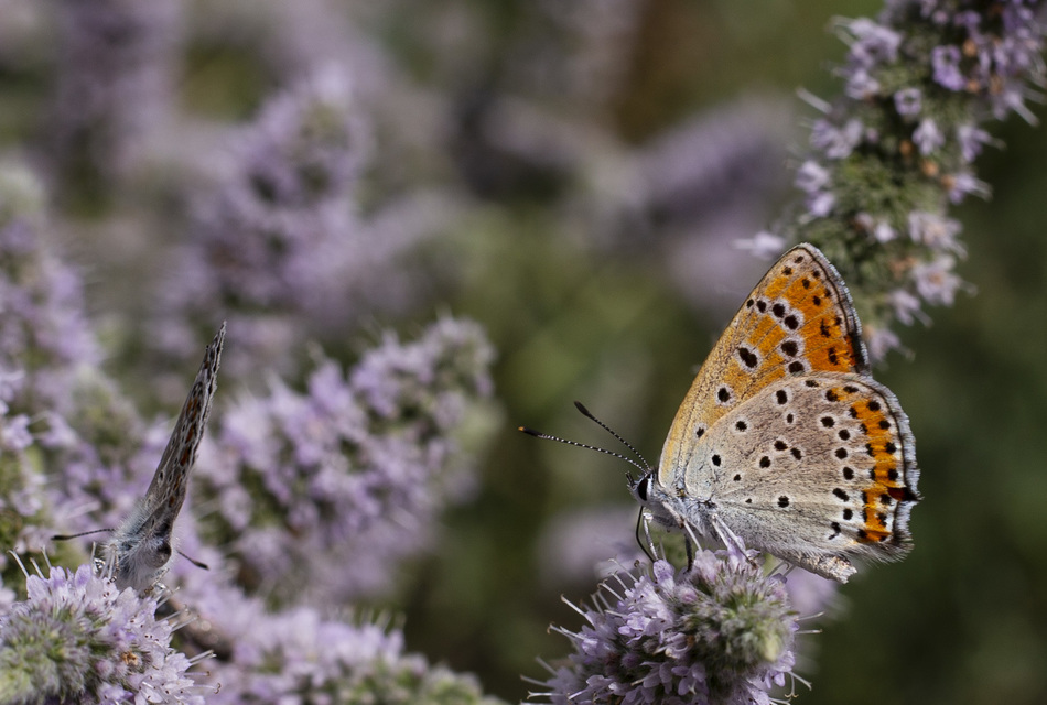 Lycaena thersamon - kis tűzlepke