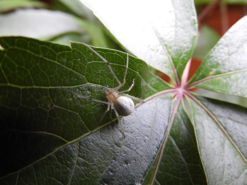 Enoplognatha ovata/latimana