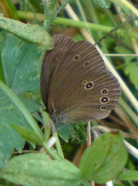 Aphantopus hyperanthus - közönséges ökörszemlepke