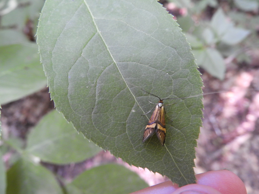 Nemophora degeerella - pompás tőrösmoly