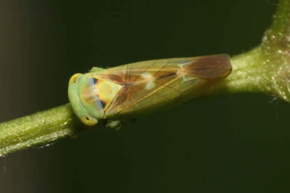 Populicerus nitidissimus