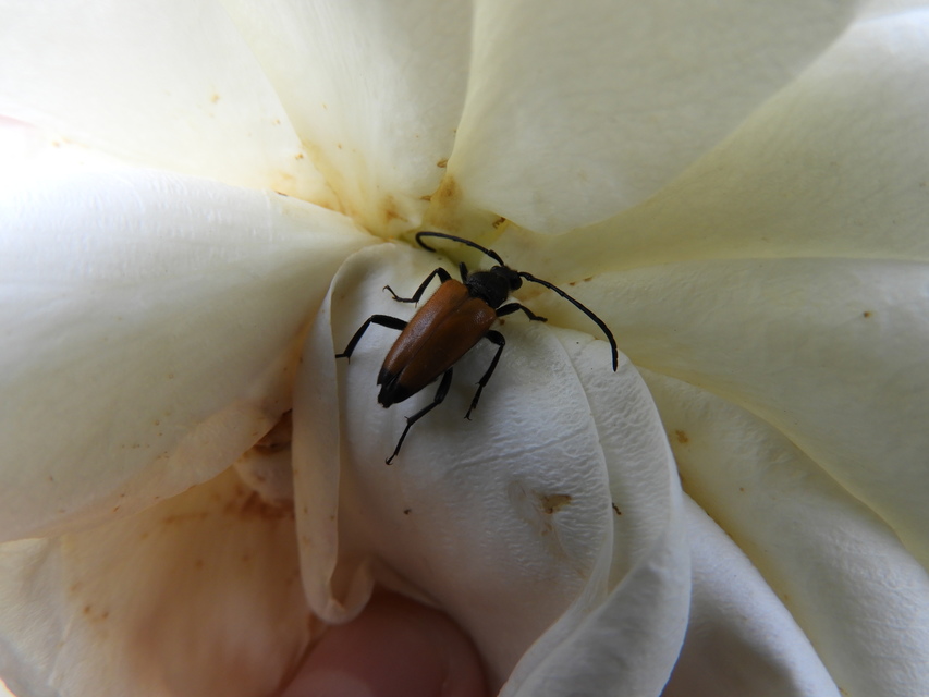 Stictoleptura fulva - vörhenyes virágcincér
