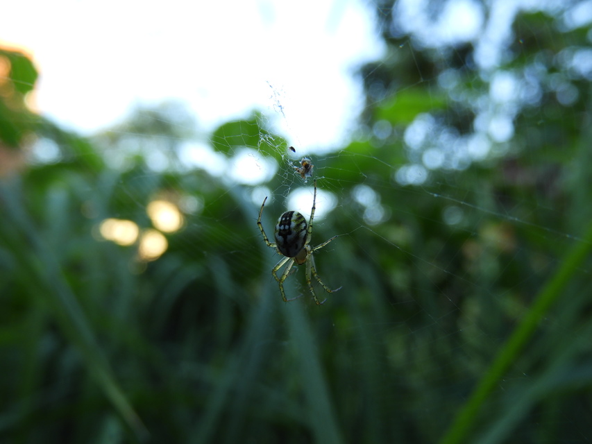 Mangora acalypha - réti keresztespók