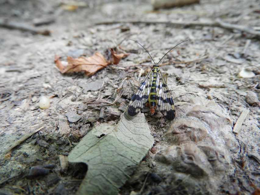 Panorpa vulgaris
