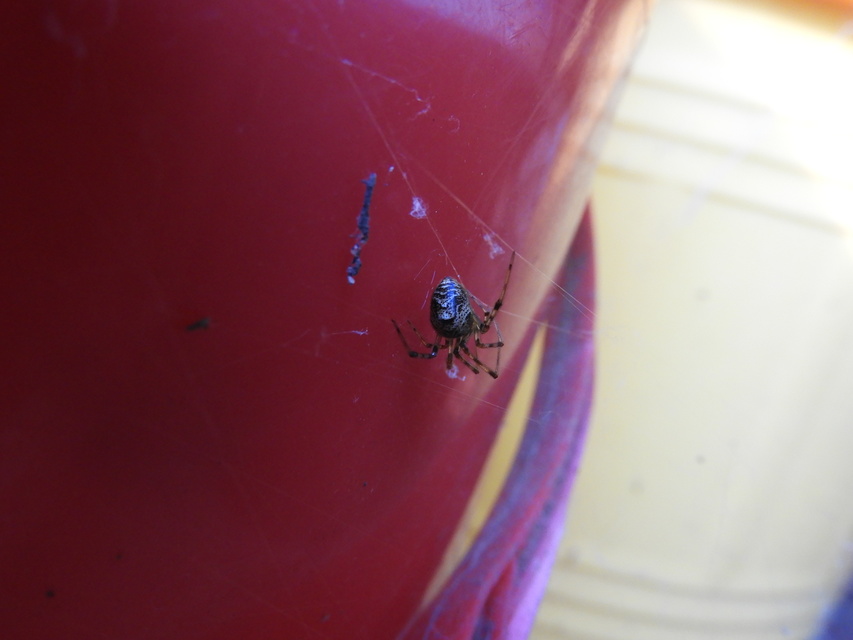 Parasteatoda