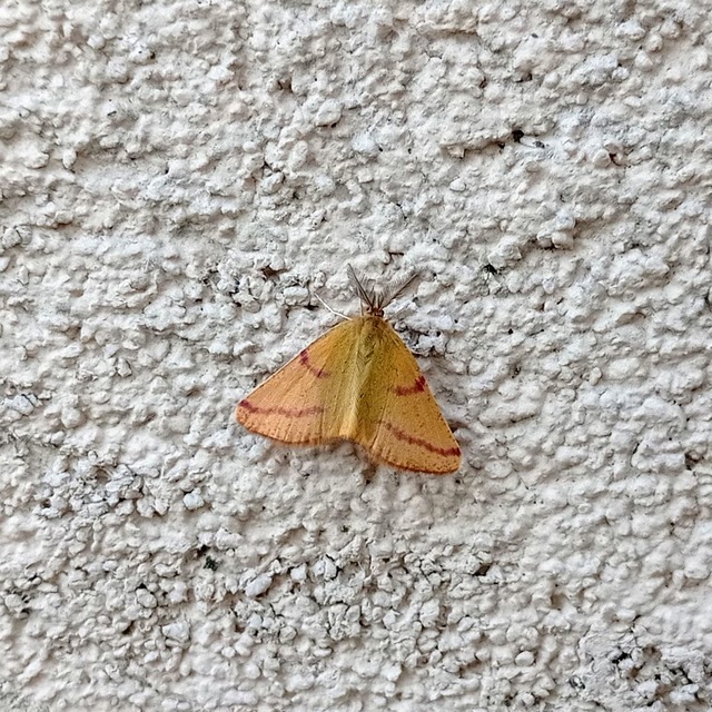 Lythria purpuraria - bíborsávos araszoló