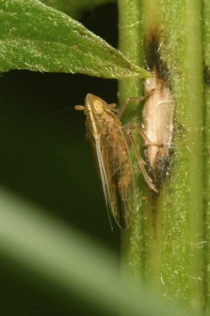 Stenocranus major