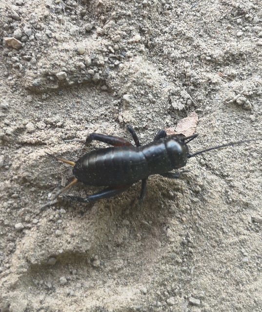 Gryllus campestris - mezei tücsök