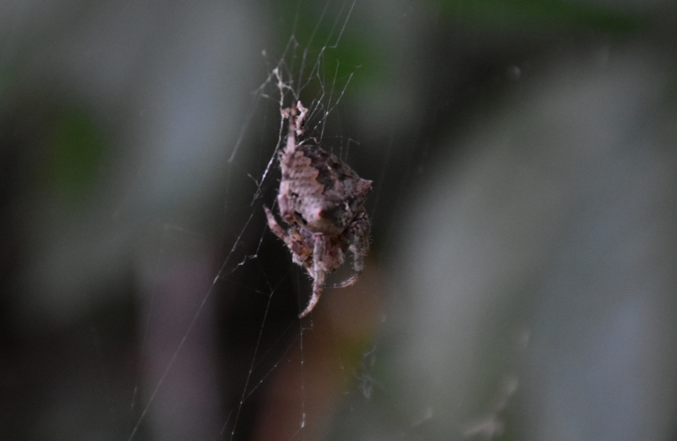 Araneus circe/angulatus