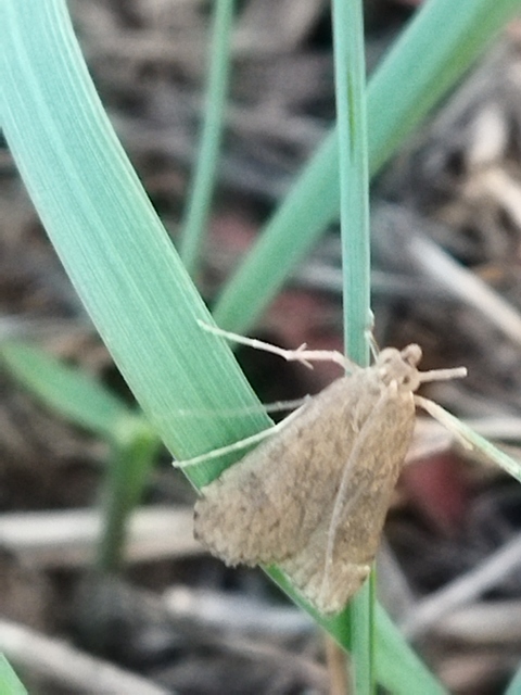 Nomophila noctuella - közönséges vándormoly
