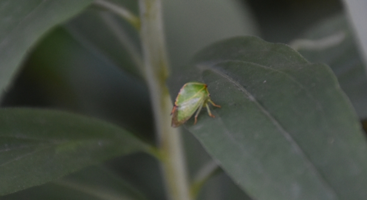 Stictocephala bisonia - bivalykabóca