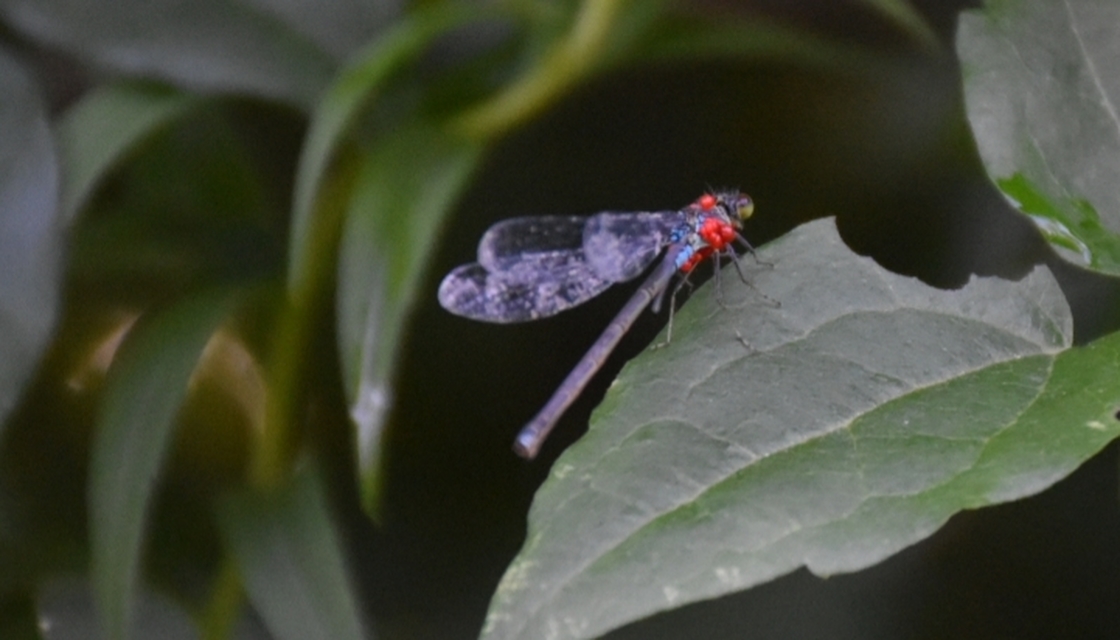 Erythromma viridulum - kis pirosszemű-légivadász