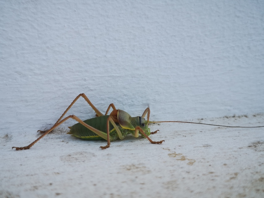 Ephippiger ephippiger - nyergesszöcske
