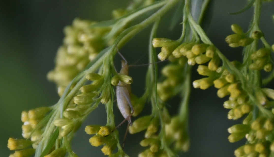 Oecanthus pellucens - pirregőtücsök