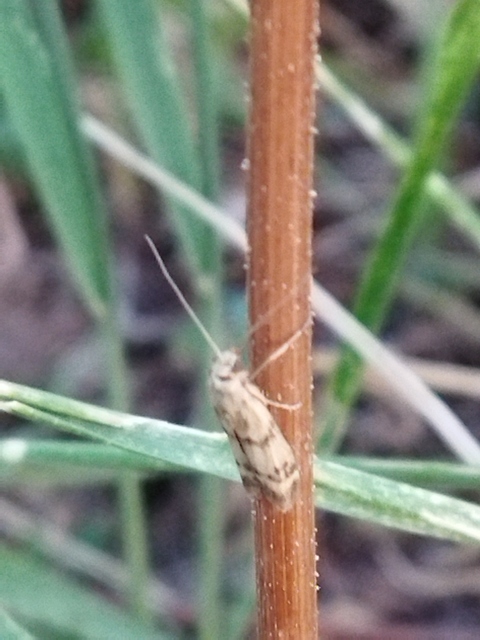Homoeosoma sinuella - agyagsárga karcsúmoly