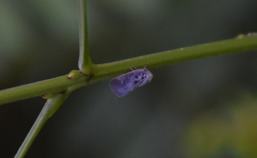 Metcalfa pruinosa - amerikai lepkekabóca