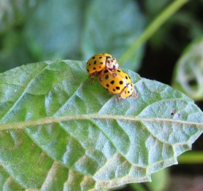 Psyllobora vigintiduopunctata - huszonkétpettyes katica