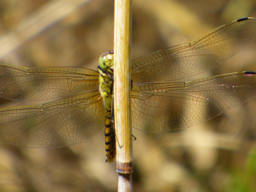 Orthetrum coerulescens - karcsú pásztorszitakötő