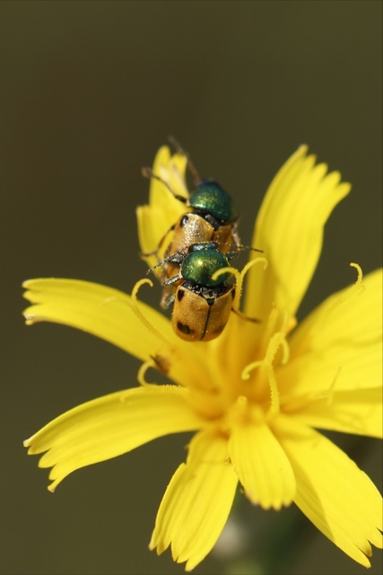 Cryptocephalus laetus - ékes zömökbogár